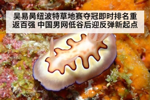 吴易昺纽波特草地赛夺冠即时排名重返百强 中国男网低谷后迎反弹新起点